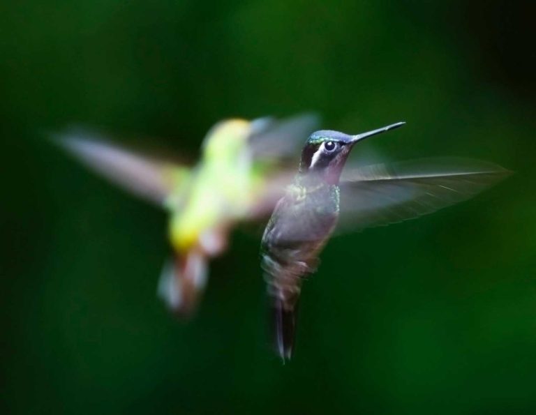 What attracts hummingbirds to your house? 3 uszwuo h bird 11