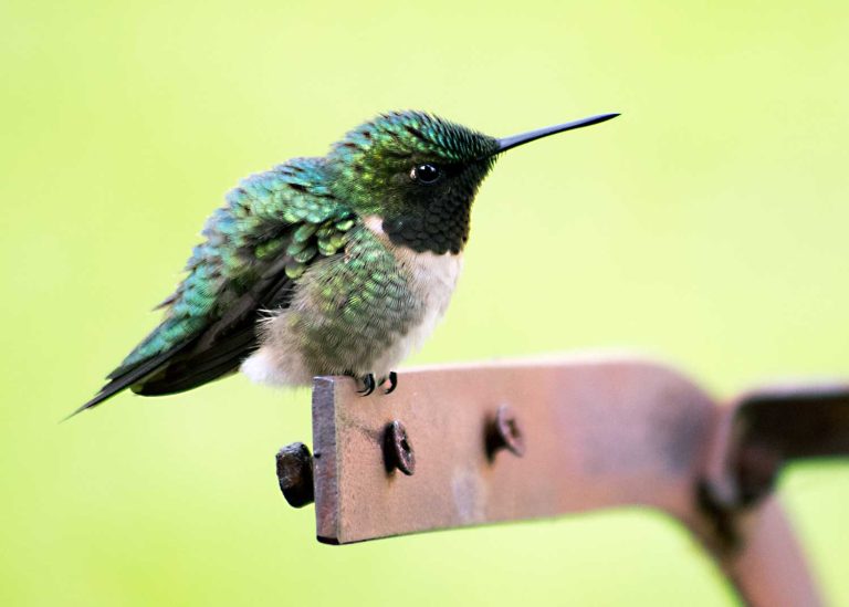 What does it mean when a hummingbird visits you? 2 uszwuo h bird 2