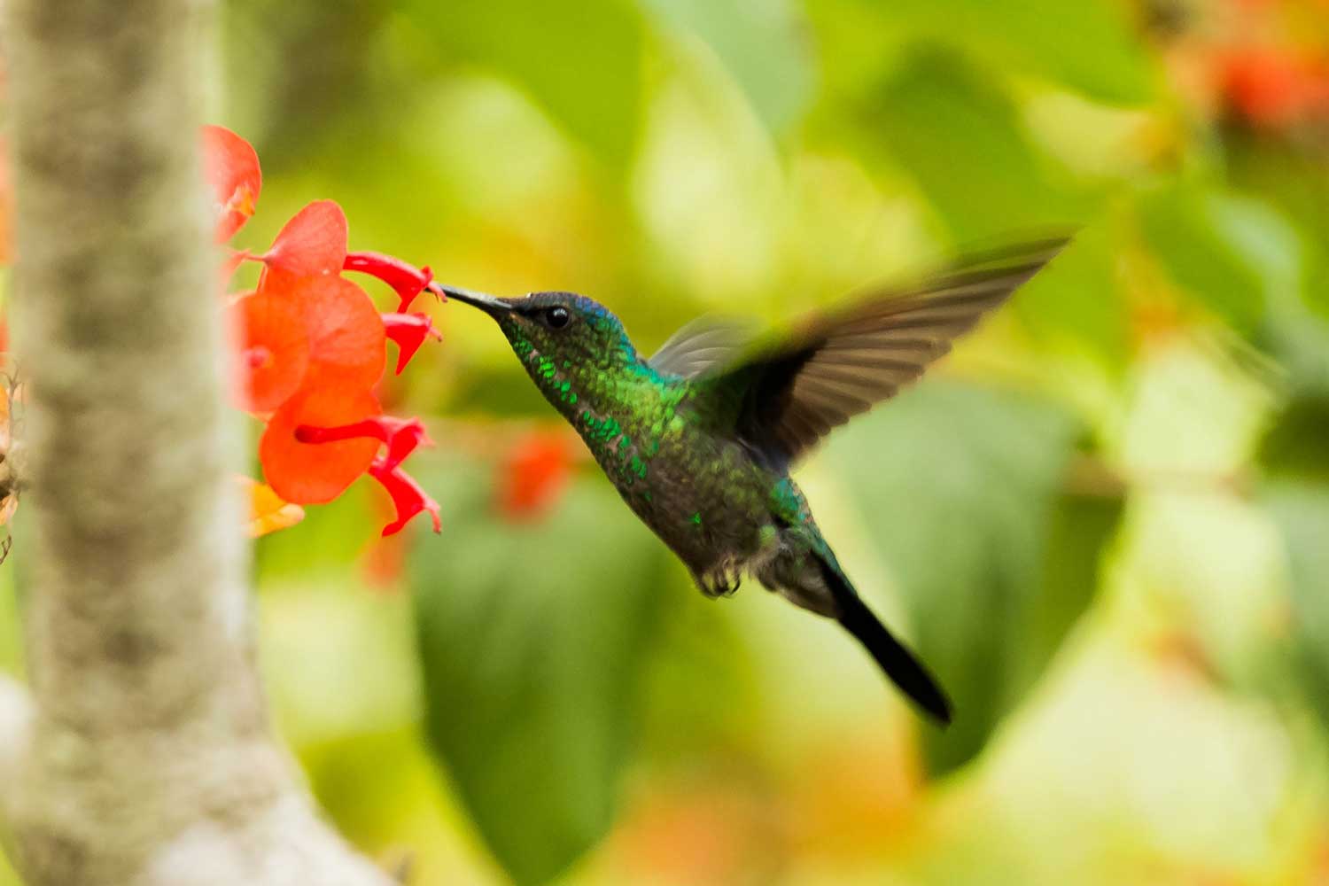 What is special about a hummingbird? 1 uszwuo h bird 4