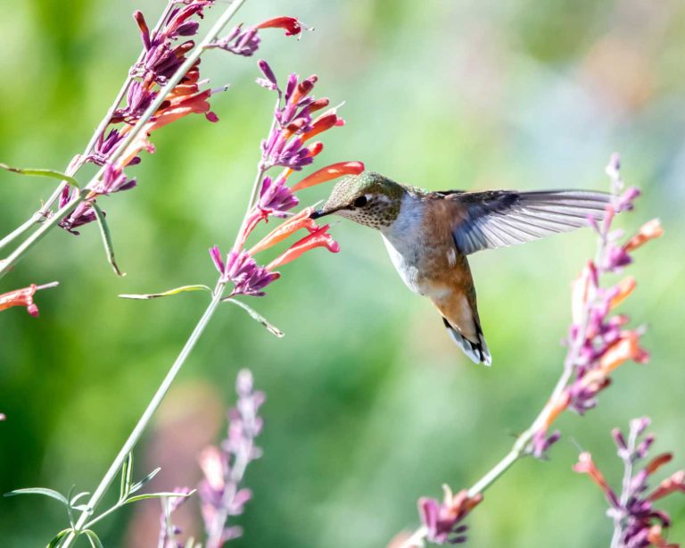 What are 3 facts about hummingbirds? 6 uszwuo h bird 5