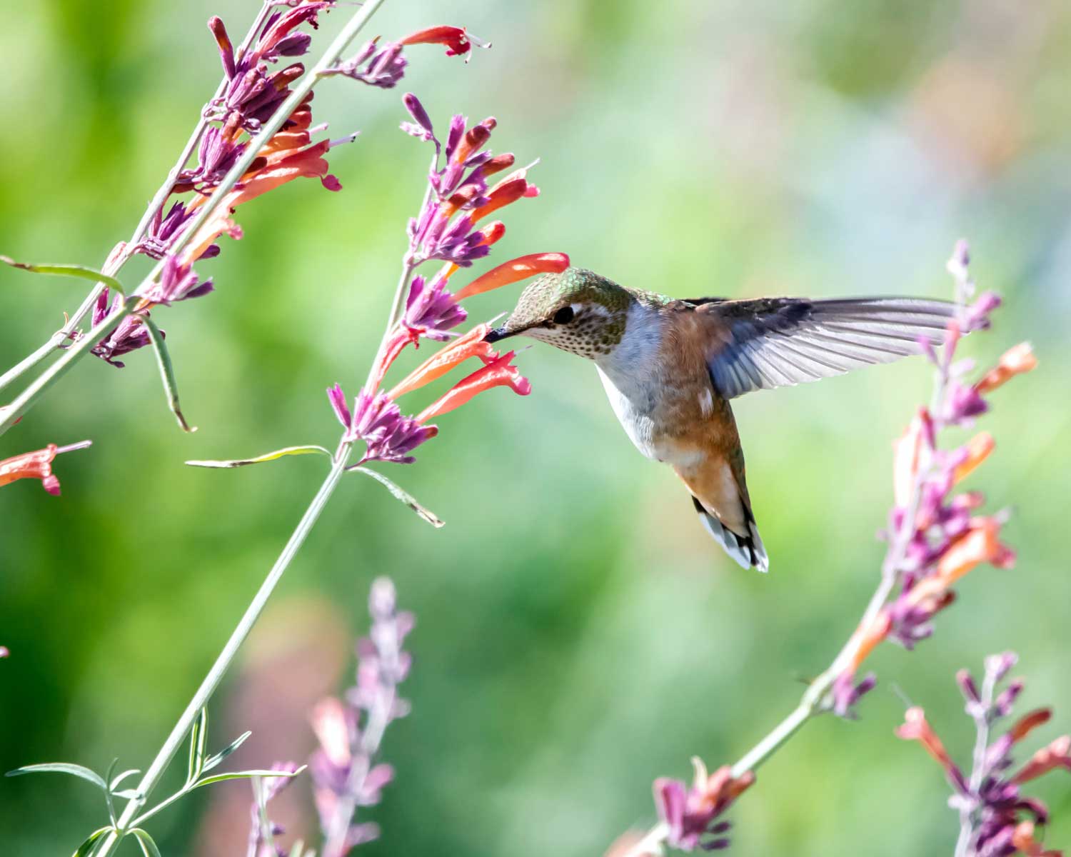 What are 3 facts about hummingbirds? 1 uszwuo h bird 5