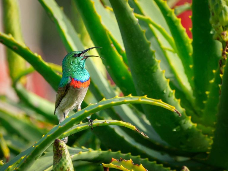 Where do hummingbirds go at night to sleep? 5 uszwuo h bird 6