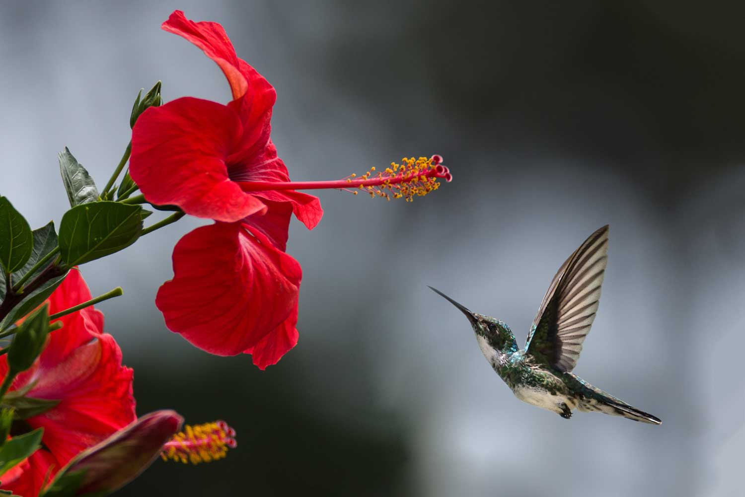 How long do most hummingbirds live? 1 uszwuo h bird 9