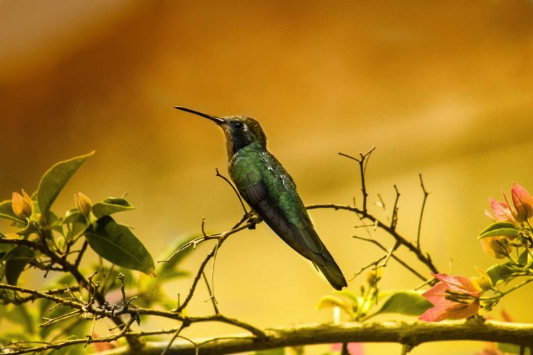 Do hummingbirds come back to the same yard every year? 1 uszwuo h bird 1