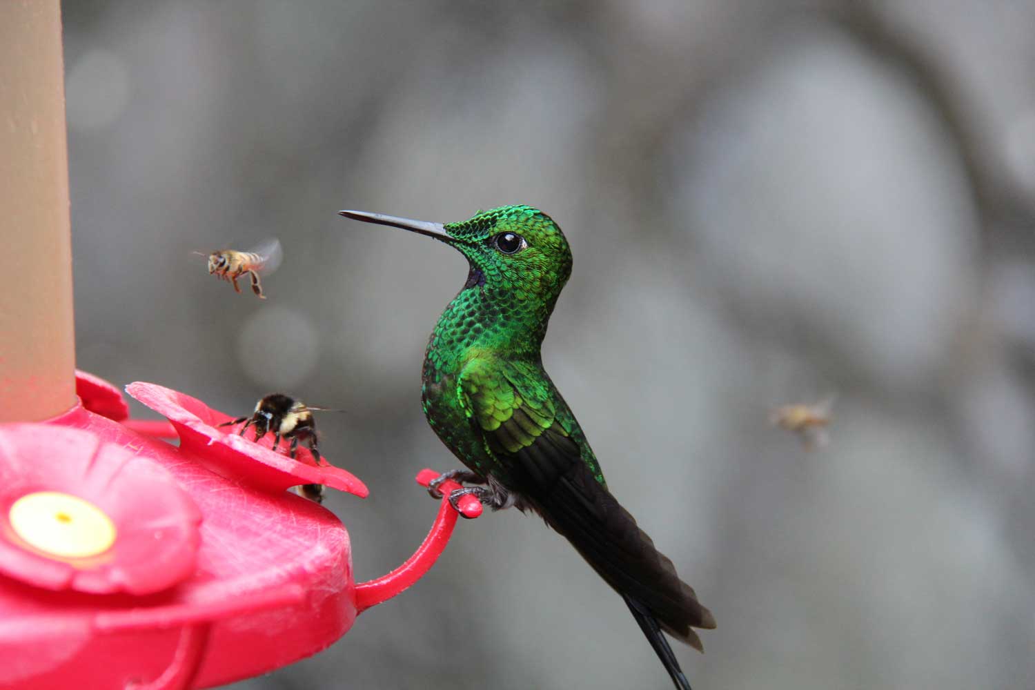 Do hummingbirds like warm water or cold water? 1 uszwuo h bird 3