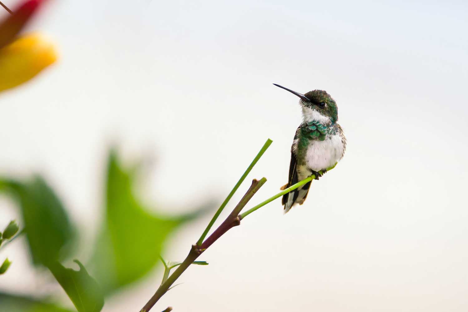 Can a hummingbird remember you? 1 uszwuo h bird 8