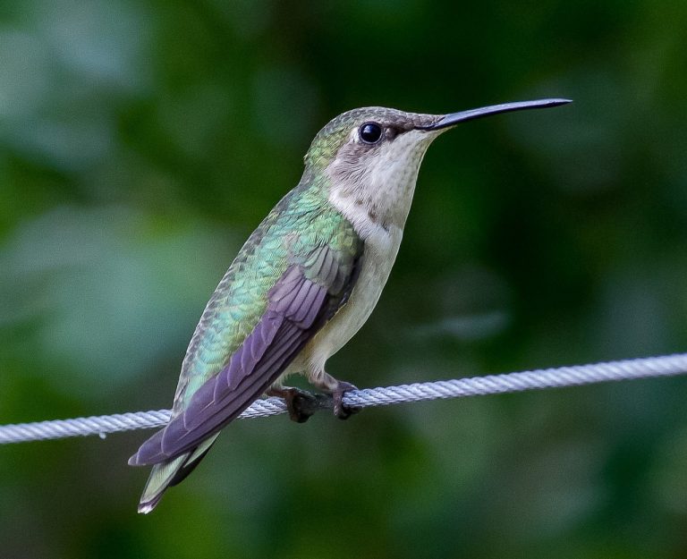 What is a hummingbird’s job in nature? 9 hummingbird gaf71f756e 1280