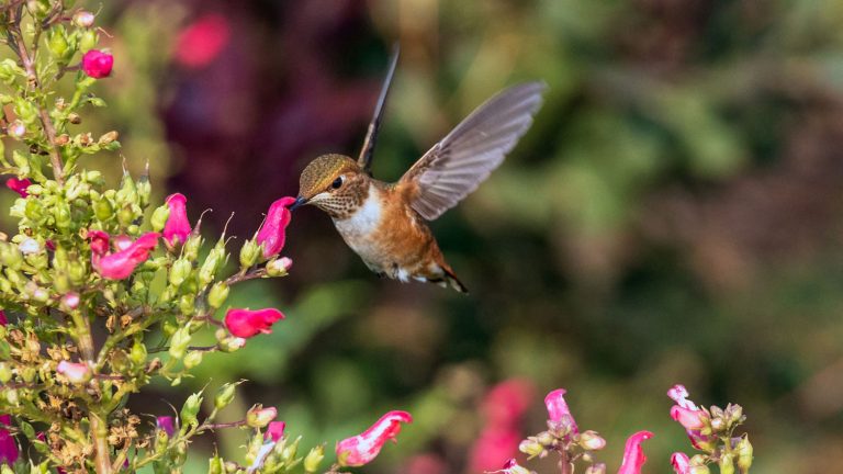 How do you take care of hummingbirds? 3 uszwuo dustin humes