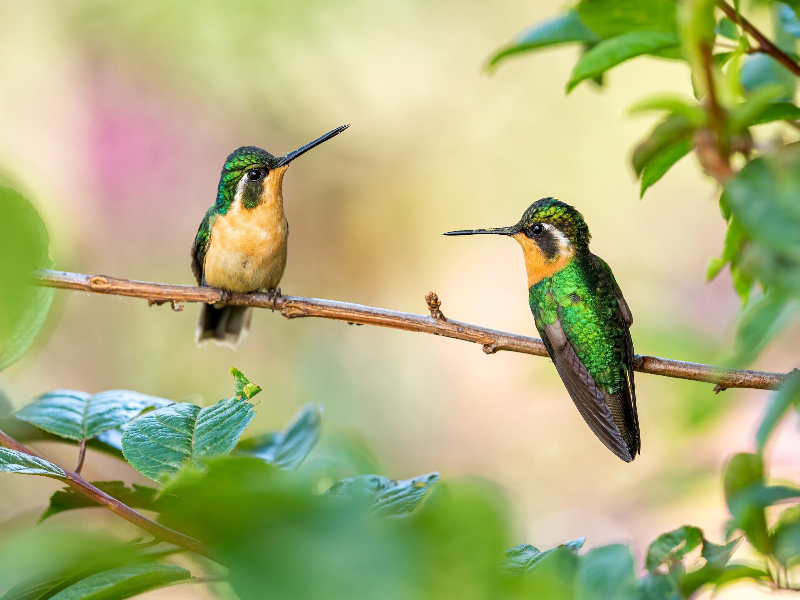 What kind of nectar do hummingbirds eat? 1 uszwuo machacek RiM scaled