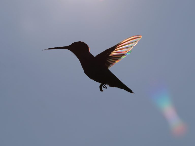 How does the flight speed of a hummingbird compare to other animals? 7 uszwuo o9fFH9jY