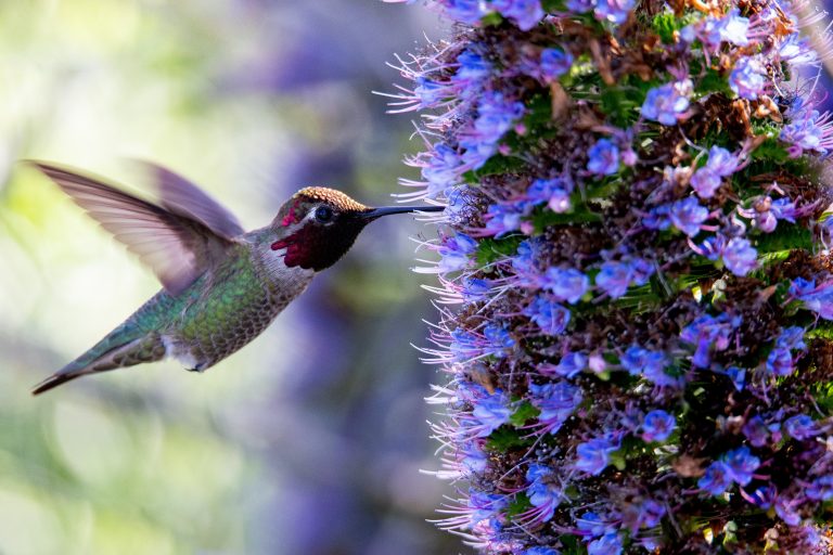 Can hummingbirds be reared in captivity? 6 uszwuo oZBkyP