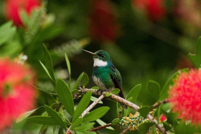 Can you have a hummingbird as a pet? 5 uszwuo unsplash