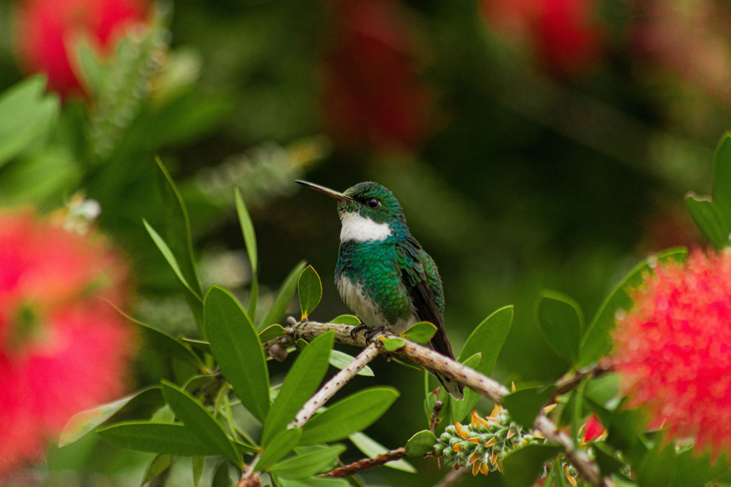 Can you have a hummingbird as a pet? 1 uszwuo unsplash