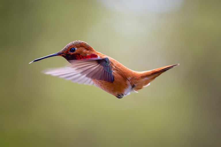 Do Hummingbirds Really Hum? 5 uszwuo unsplash2