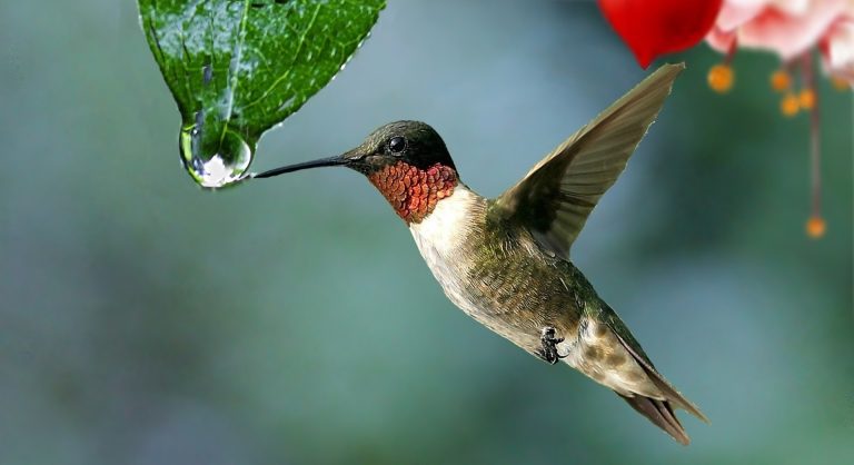 How are hummingbirds able to drink from flowers? 10 water g031cb6d92 1920
