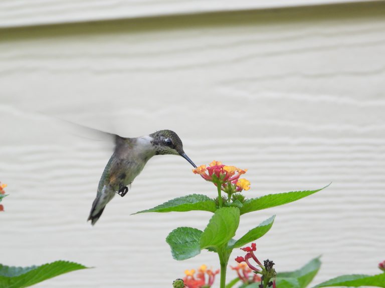 How does a hummingbird clean itself? 2 uszwuo hummingbirdHouse 4